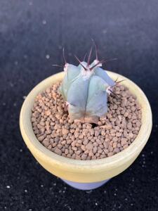 弁庆仙人球