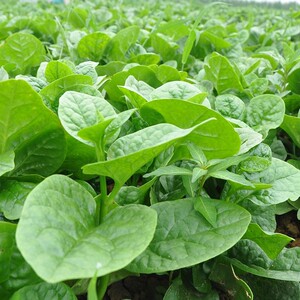 大圆叶木耳菜种籽阳台盆栽可多次采摘四季青菜春天秋季蔬菜种子孑