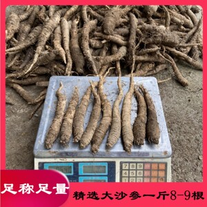 新鲜野生山胡萝卜北沙参包邮东北山地瓜轮叶党参朝鲜高丽咸菜原料