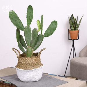芳心草仙人掌盆栽植物室内超大多肉防辐射电脑桌面绿植北欧风ins