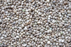 小太阳鹦鹉饲料麻仁