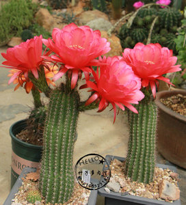 红星 毛花柱 trichocereus red star 种子10粒 2018年 仙人球