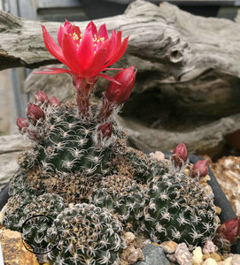 乌艳丸 方便面 lobivia ochielena 丽花 1.5-2厘米 稀有 仙人球