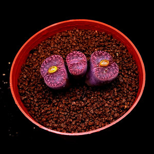 七彩花苑多肉植物潘杏科生石花紫柘榴c393a屁股花石头花石生花