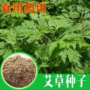 香艾草种子四季种 食用艾蒿种子野生香草药用艾草籽蕲艾艾绒种子