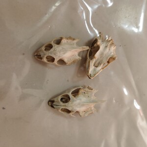 珍草堂中药材 乌龟头骨 老鳖甲鱼头骨骼 一只15元