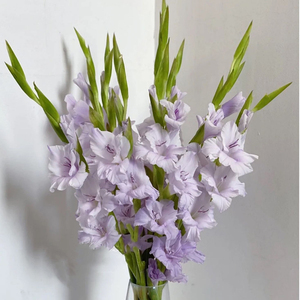 剑兰鲜切花10支