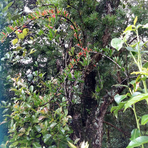 杉树寄生中药材云南野生杉树寄生鞘花寄生草野生古杉树鞘花寄生草