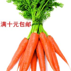 红皮胡萝卜种子 蔬菜种子 胡萝卜种籽抗热耐旱可越冬胡萝卜种子