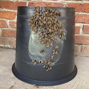 【5个装】诱蜂桶便携式引蜂桶黑色塑料桶收蜂中号大号16升25升