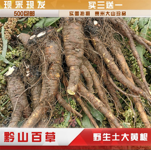 新鲜现挖土大黄根野生羊蹄根中药材牛耳大黄纯根四季菜根500克
