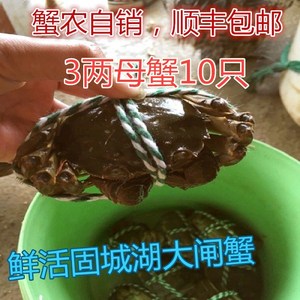 全母蟹南京高淳固城湖大闸蟹新鲜活特大螃蟹3.0两母10只礼盒顺丰