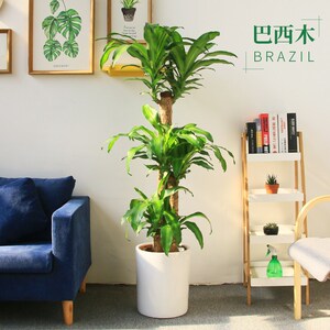 巴西木步步登高