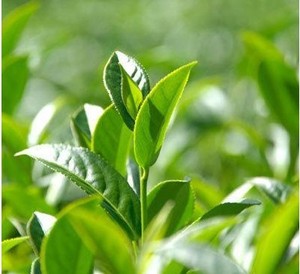 信阳毛尖茶叶苗黄山毛峰茶苗毛峰茶树苗龙井铁观音白茶苗健康植物