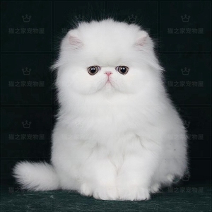 猫舍纯种加菲猫波斯猫异国短毛红虎斑纯白长毛猫咪活体幼崽宠物猫
