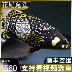 淡化花尾龙趸鱼花尾趸鱼淡化石斑中低层龙鱼配鱼热带观赏鱼活体