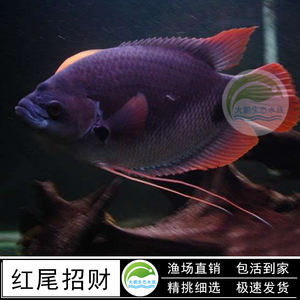 红尾招财战船鱼黑招财古代战船热带观赏风水招财鱼中大型龙鱼配鱼