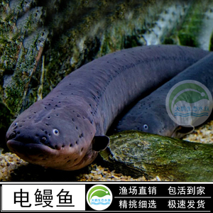 黄金虎鳗 豹纹鳗 电鳗 鱼活体 南美大型凶猛鱼淡水鱼观赏鱼活体