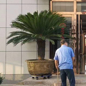 铁树盆栽室外大型树苗公司摆设盆景四季常青植物会议室客厅绿植