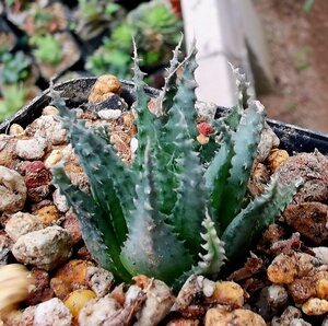 特选 硬叶 鱿鱼 珍稀12卷植物多肉