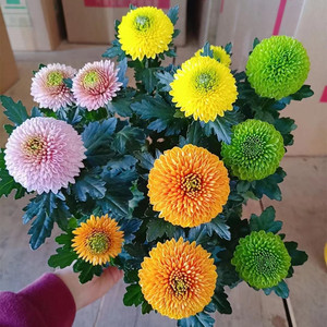 乒乓菊盆栽带花发货阳台庭院好养活重瓣七彩球菊花期长耐热耐寒