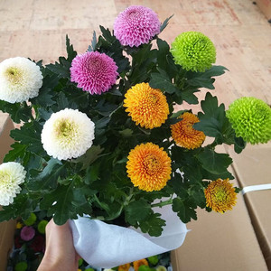 乒乓菊盆栽带花发货阳台庭院好养活重瓣七彩球菊花期长耐热耐寒