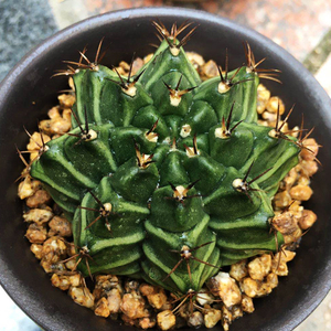 瓦格牡丹仙人球 办公室小盆栽 防辐射 室内多肉植物