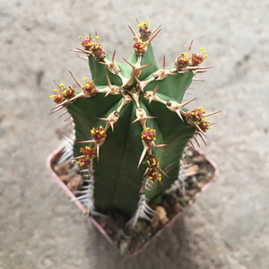 大将军仙人柱 多肉植物趣味仙人球 开花植物 室内防辐射小盆栽