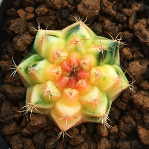 实生绯牡丹瑞云牡丹开花仙人球防辐射 精品牡丹锦 一物一拍