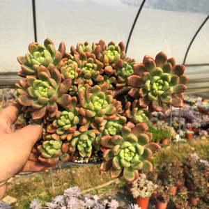 云南多肉直播香奈儿多头 9号链接群生老桩多肉植物品种一物一拍办