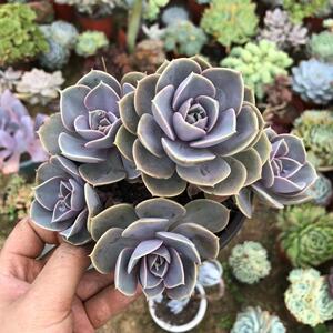 叶小琪多肉馆老桩紫珍珠多肉植物  新手绿植花卉阳台室外绿植大颗