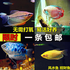 蓝曼龙鱼丽丽鱼黄曼龙鱼吃蛋白虫观赏鱼活体鱼淡水鱼新手鱼包邮