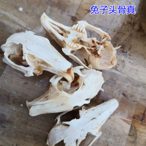 兔子头骨标本动物模型鱼缸造景摆件小型吊坠骨骼海底世界套装把玩
