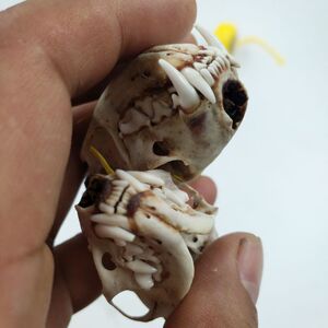 【黄鼠狼骨】黄鼠狼骨品牌,价格 - 阿里巴巴