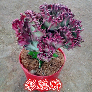 仙人盆栽绿植彩色玉麒麟 麒麟掌盆景防辐射吸甲醛多肉植物青龙骨