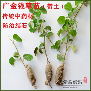 广金钱草苗药用大叶种子新鲜干草药材预防结石广西广东