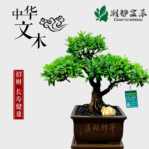 中华文木盆景中华文母室内客厅大型植物盆栽花卉绿植老桩造型树桩