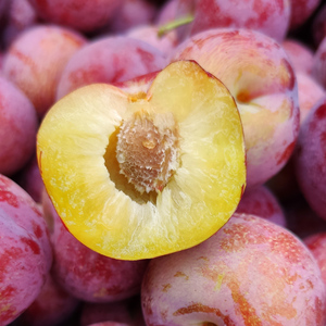 四川汶川红脆李子新鲜水果 包邮5斤大果茂县青红脆李脱骨李羌脆李