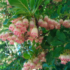 发现植物/日本吊钟布纹吊钟花卉盆栽粉色吊钟花网红植物荷兰进口