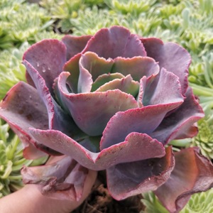 高沙之翁舞会红裙婚纱法国皇后包菜缀化多肉植物系列窗口防辐射绿