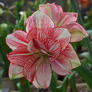 朱顶红 十二单衣(hippeastrum junihitoe)