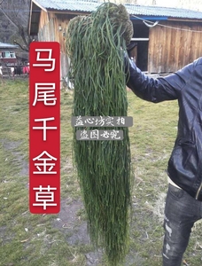 马尾千金草