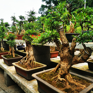 精品水杨梅老桩盆景一物一拍造型老根室内外好养植物开绣球花绿植