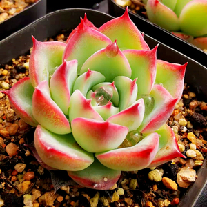 【初见花圃】月影系杂交多肉植物红边小萌肉无名多肉植物室内组合