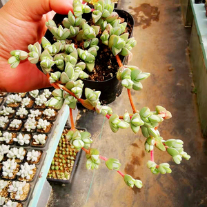 【初见花圃】碧玉莲老庄群生造型悬崖桩老桩多肉植物爆盆绿植萌肉