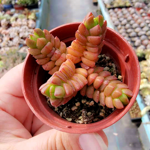 寿无限多肉植物