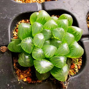 初见花圃姬玉露草玉露十二卷多肉植物群生雨露老桩萝卜根透明萌肉