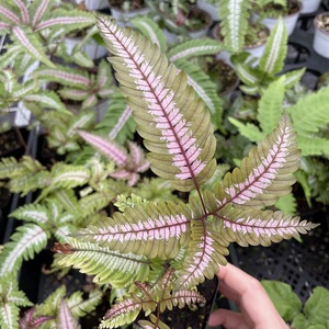 耐热耐湿观叶绿植三色凤尾蕨苗庭院花园阳台耐阴花境室内观赏植物