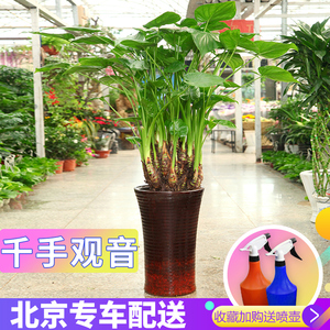 千手观音盆栽绿植室内大型植物滴水观音净化空气吸甲醛大叶子绿植