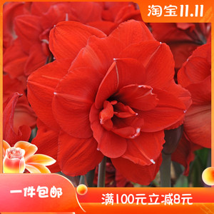 包邮带花】岁月如歌园艺进口重瓣朱顶红种球双皇双王大花超漂亮